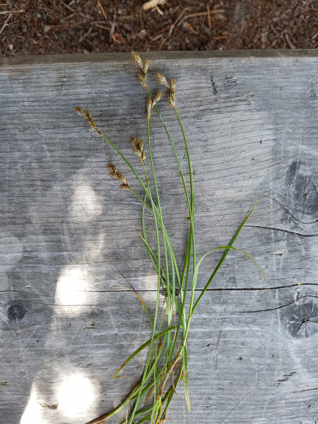 Pflanzenbild gross Hasenpfoten-Segge - Carex leporina