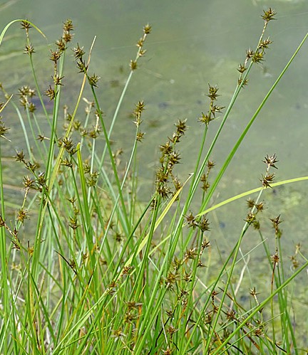 Pflanzenbild gross Igelfrüchtige Segge - Carex echinata