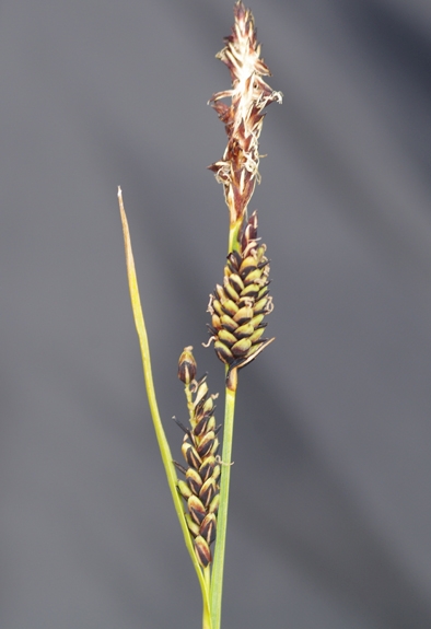 Pflanzenbild gross Braune Segge - Carex nigra