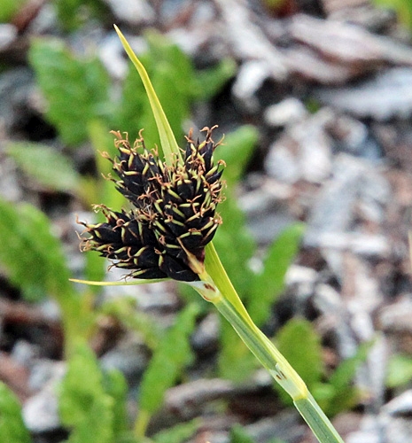 Pflanzenbild gross Kleine Trauer-Segge - Carex parviflora