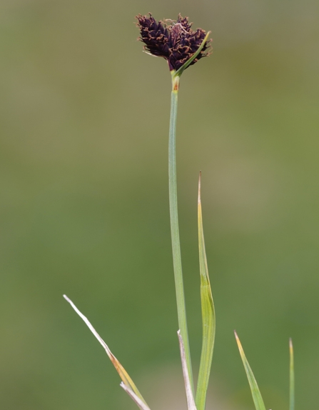 Pflanzenbild gross Kleine Trauer-Segge - Carex parviflora