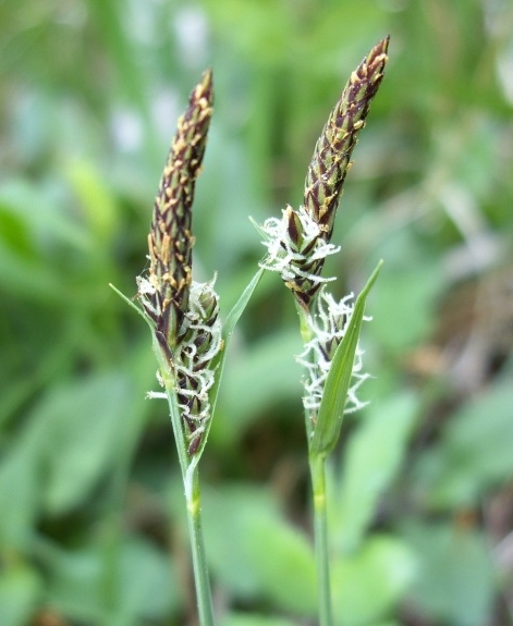 Pflanzenbild gross Berg-Segge - Carex montana