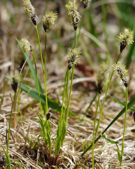 Pflanzenbild gross Berg-Segge - Carex montana