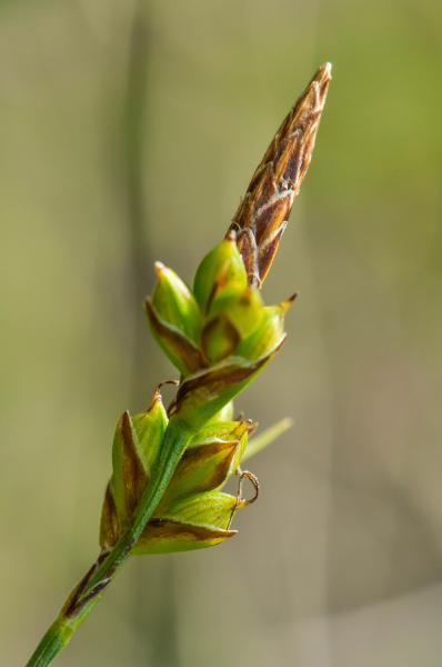 Pflanzenbild gross Pillen-Segge - Carex pilulifera