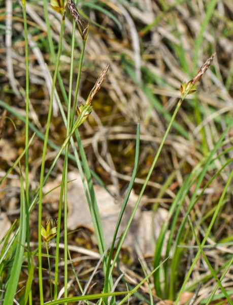 Pflanzenbild gross Pillen-Segge - Carex pilulifera