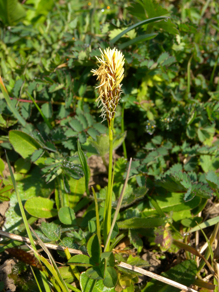 Pflanzenbild gross Frühlings-Segge - Carex caryophyllea