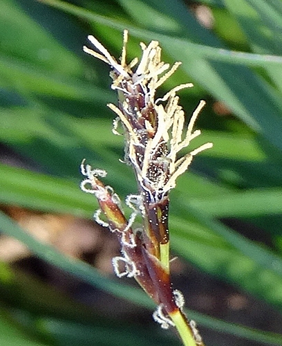 Pflanzenbild gross Frühlings-Segge - Carex caryophyllea