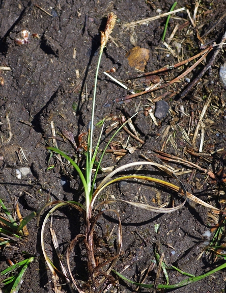 Pflanzenbild gross Frühlings-Segge - Carex caryophyllea