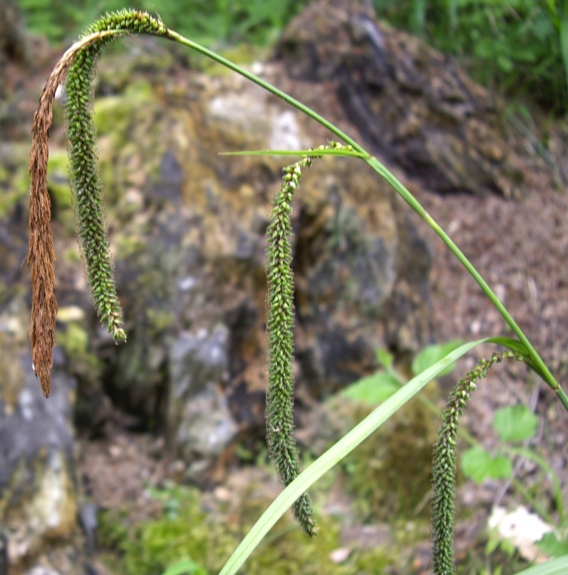 Pflanzenbild gross Hänge-Segge - Carex pendula