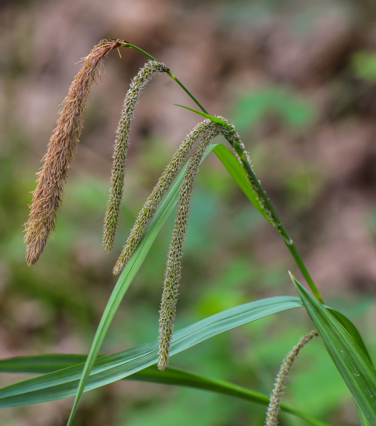 Pflanzenbild gross Hänge-Segge - Carex pendula