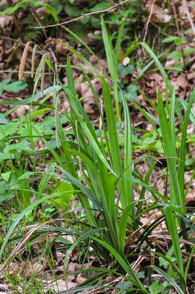 Pflanzenbild gross Hänge-Segge - Carex pendula