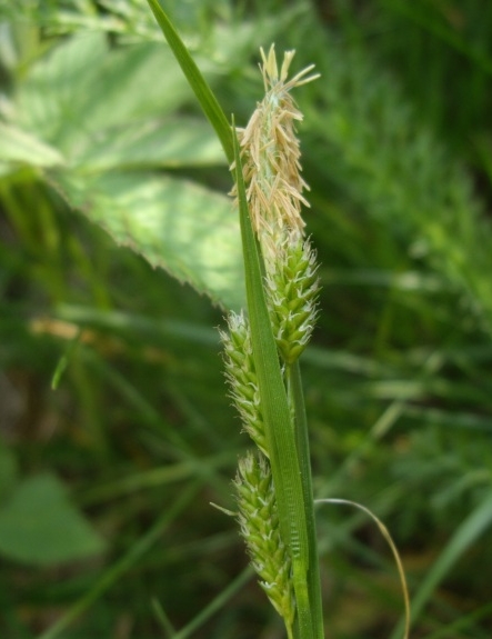 Pflanzenbild gross Bleiche Segge - Carex pallescens