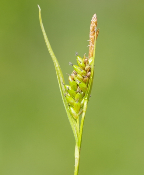 Pflanzenbild gross Bleiche Segge - Carex pallescens