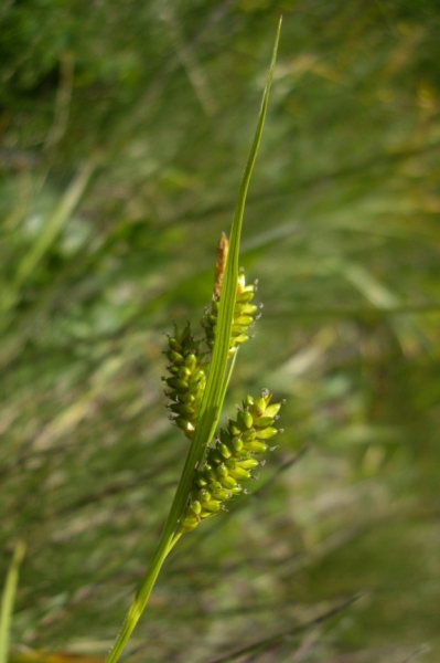 Pflanzenbild gross Bleiche Segge - Carex pallescens