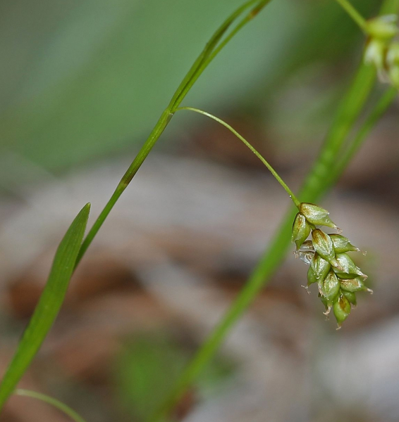 Pflanzenbild gross Haarstielige Segge - Carex capillaris