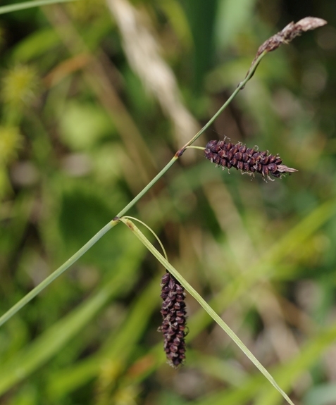 Pflanzenbild gross Schlaffe Segge - Carex flacca