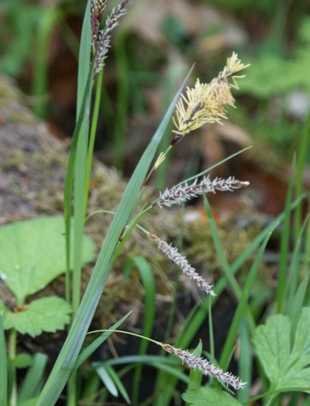 Pflanzenbild gross Schlaffe Segge - Carex flacca