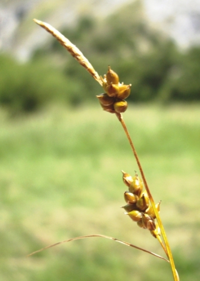 Pflanzenbild gross Glanz-Segge - Carex liparocarpos