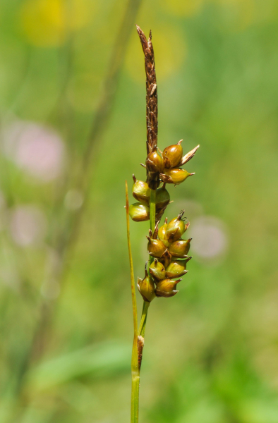 Pflanzenbild gross Glanz-Segge - Carex liparocarpos