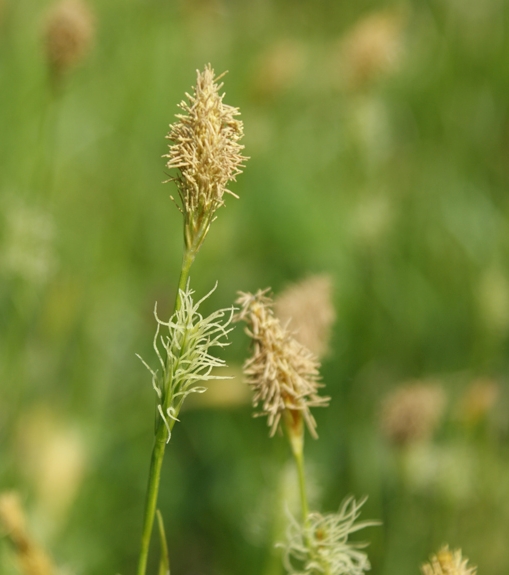 Pflanzenbild gross Glanz-Segge - Carex liparocarpos