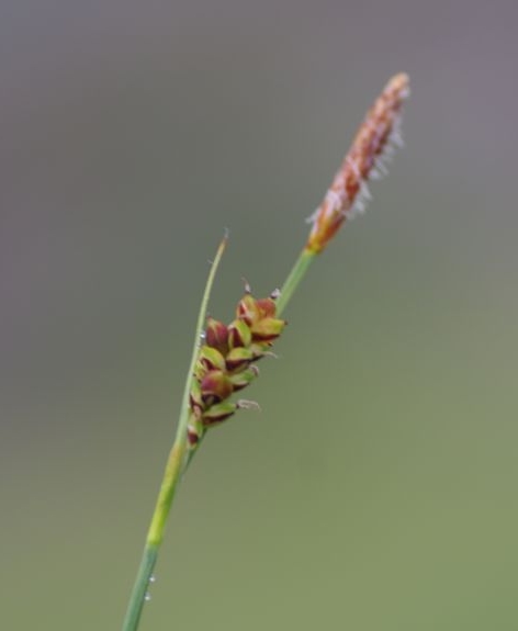 Pflanzenbild gross Hirsen-Segge - Carex panicea