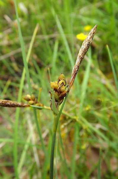 Pflanzenbild gross Hirsen-Segge - Carex panicea