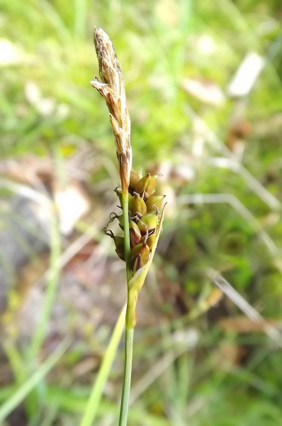 Pflanzenbild gross Hirsen-Segge - Carex panicea