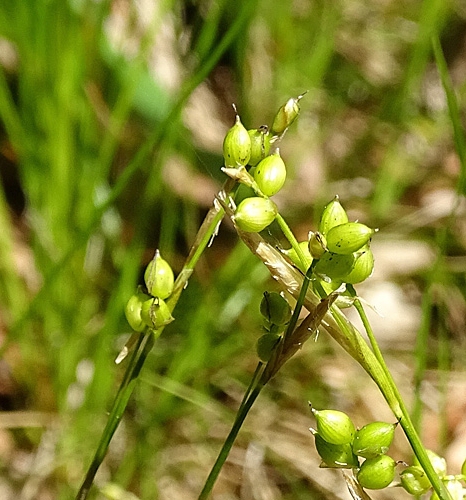 Pflanzenbild gross Weisse Segge - Carex alba