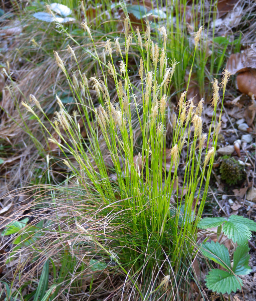 Pflanzenbild gross Weisse Segge - Carex alba