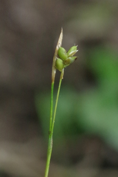 Pflanzenbild gross Weisse Segge - Carex alba