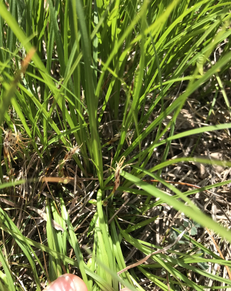 Pflanzenbild gross Niedrige Segge - Carex humilis