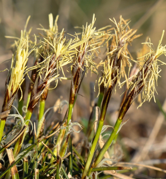 Pflanzenbild gross Niedrige Segge - Carex humilis