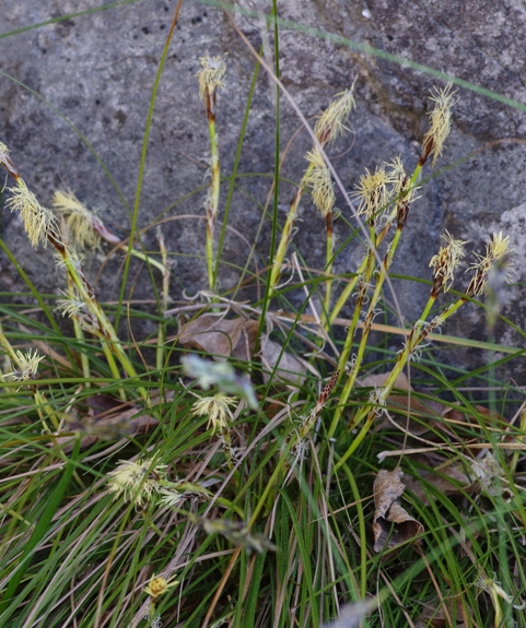 Pflanzenbild gross Niedrige Segge - Carex humilis
