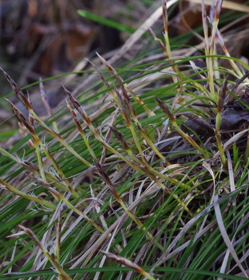 Pflanzenbild gross Niedrige Segge - Carex humilis