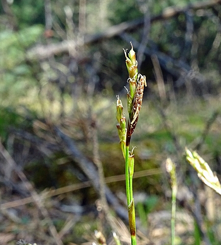 Pflanzenbild gross Finger-Segge - Carex digitata