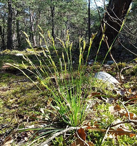 Pflanzenbild gross Finger-Segge - Carex digitata