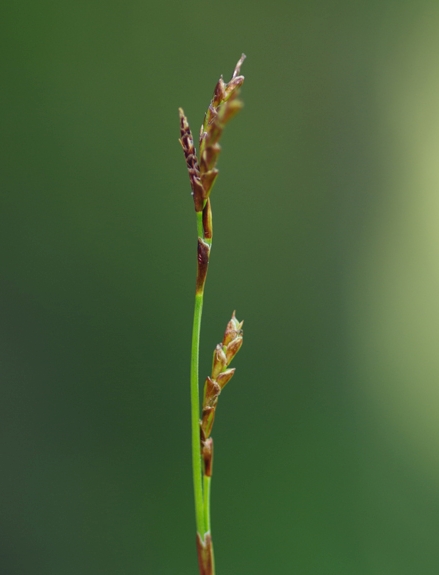 Pflanzenbild gross Finger-Segge - Carex digitata