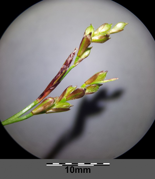 Pflanzenbild gross Finger-Segge - Carex digitata