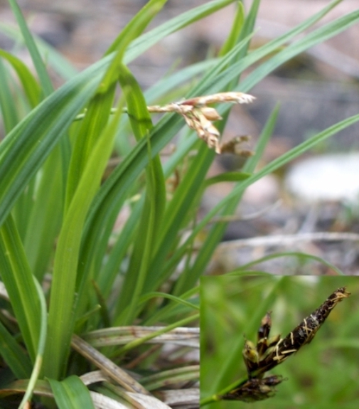 Pflanzenbild gross Vogelfuss-Segge - Carex ornithopoda