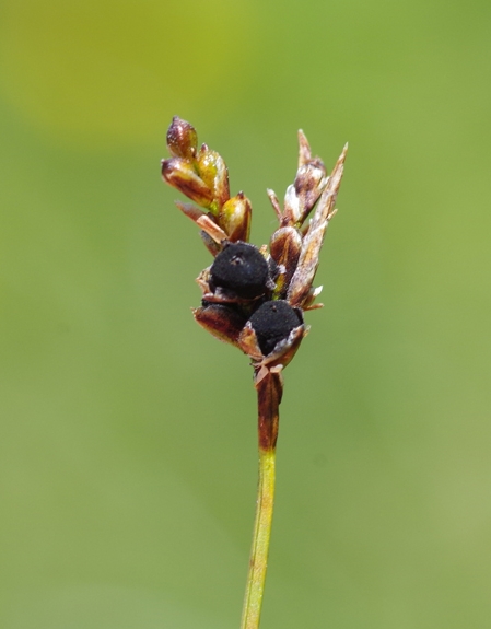 Pflanzenbild gross Vogelfuss-Segge - Carex ornithopoda