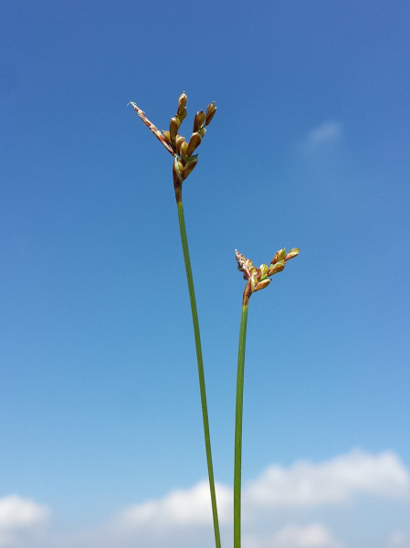 Pflanzenbild gross Vogelfuss-Segge - Carex ornithopoda