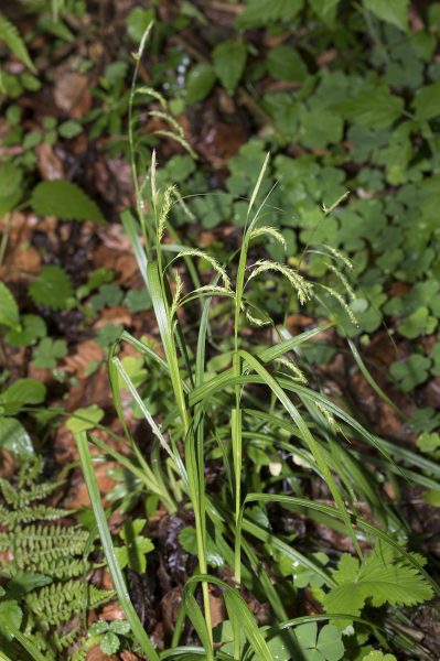 Pflanzenbild gross Wald-Segge - Carex sylvatica