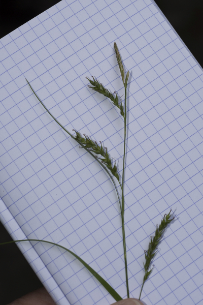 Pflanzenbild gross Wald-Segge - Carex sylvatica