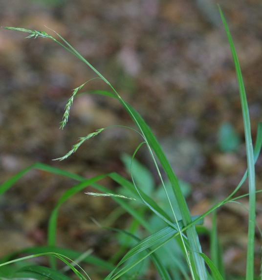 Pflanzenbild gross Wald-Segge - Carex sylvatica