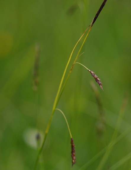 Pflanzenbild gross Rost-Segge - Carex ferruginea