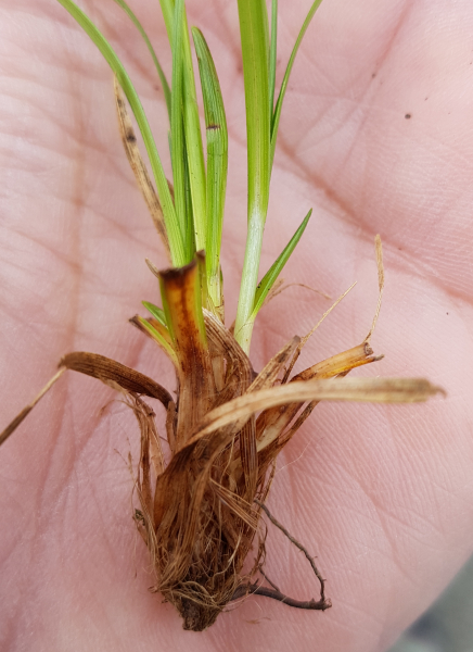 Pflanzenbild gross Immergrüne Segge - Carex sempervirens