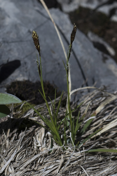 Pflanzenbild gross Immergrüne Segge - Carex sempervirens