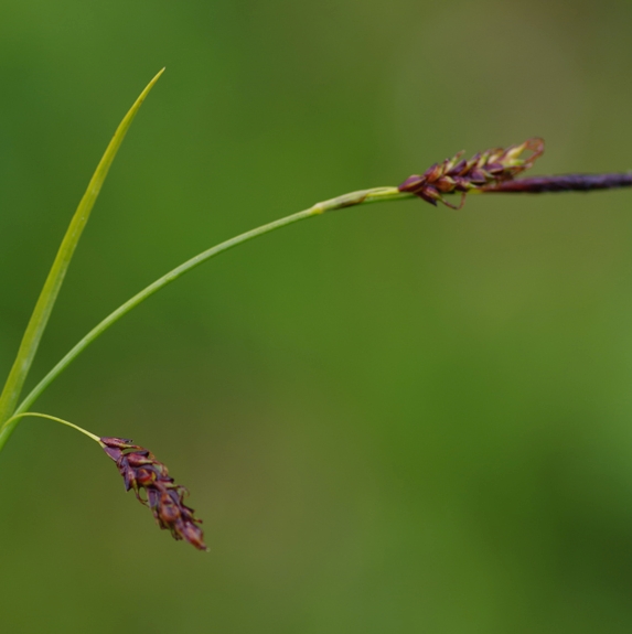 Pflanzenbild gross Immergrüne Segge - Carex sempervirens