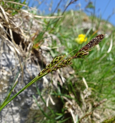 Pflanzenbild gross Immergrüne Segge - Carex sempervirens