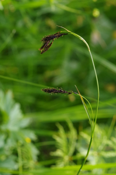 Pflanzenbild gross Eis-Segge - Carex frigida